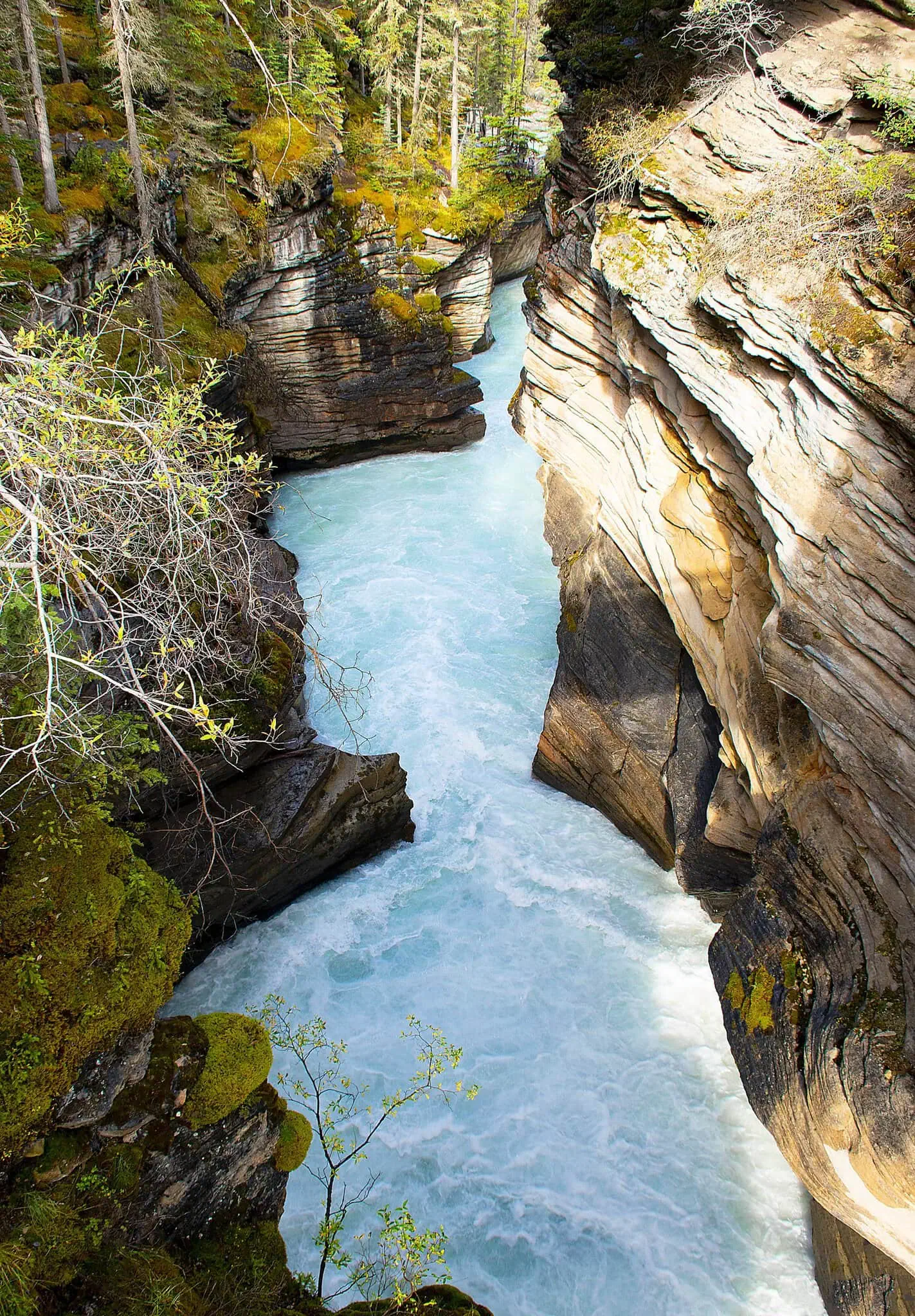 Athabasca Falls in Jasper