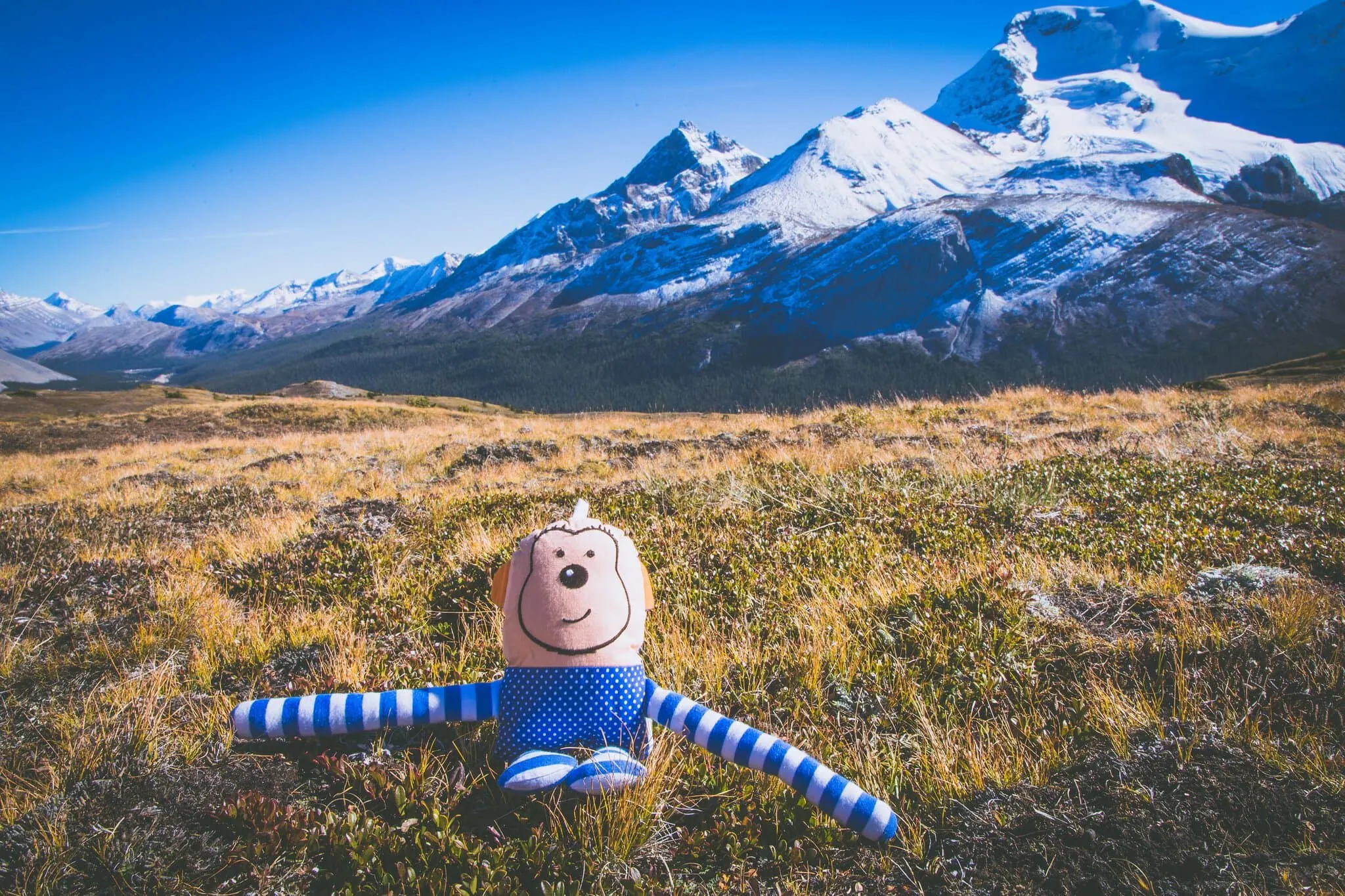 View from Wilcox Pass with a plush toy in the alpine tundra
