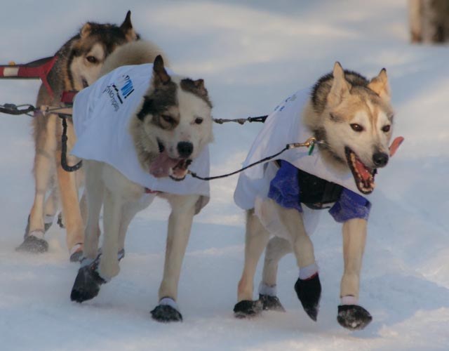 Fairbanks, Alaska: 12 idei ce să vezi și ce să faci (capitala aurorei + Chena Hot Springs) 10 Atelaj de câini în timpul cursei Iditarod din Alaska