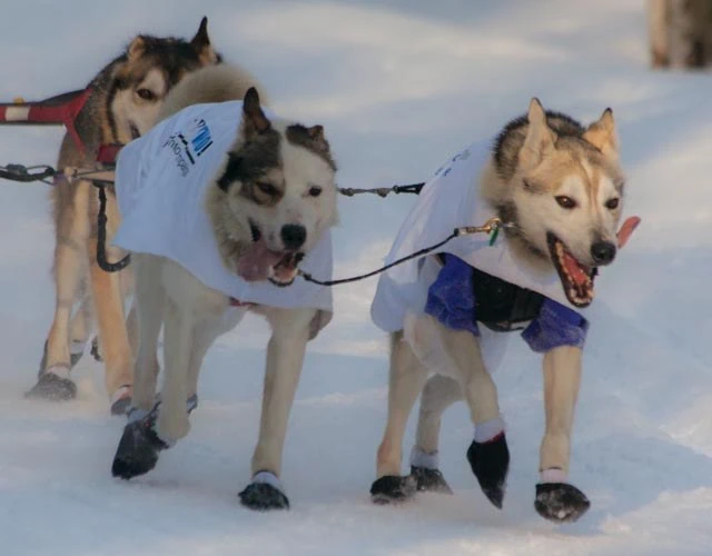 Fairbanks, Aljaška: 12 tipů, co vidět a dělat (aurora capital + Chena Hot Springs) 9 Psí spřežení během závodu Iditarod na Aljašce
