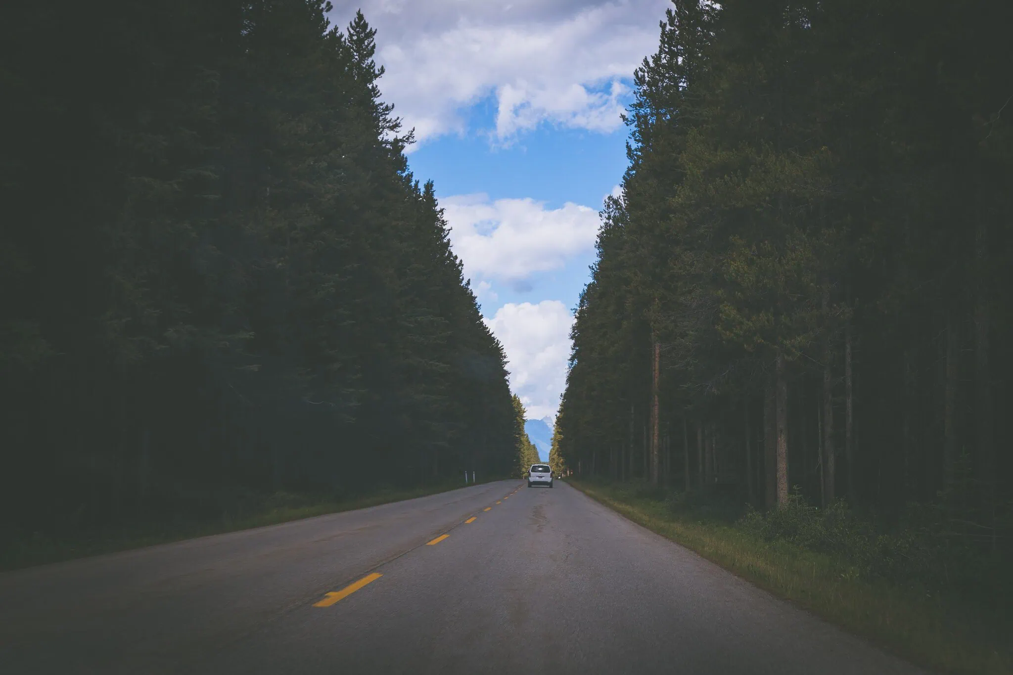 Car on the Icefields Parkway flanked by tall pine trees