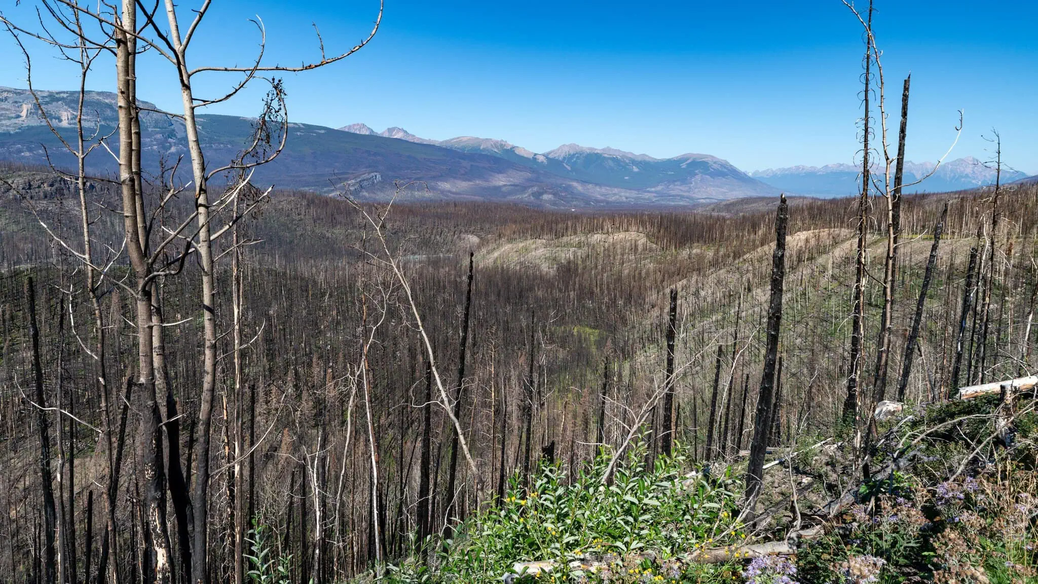 Fire damage in Jasper after the 2024 wildfire