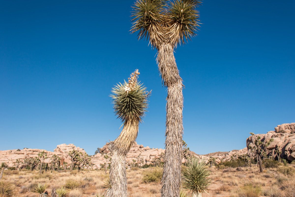 Joshua Tree National Park, California: Ghid cu 15 lucruri de văzut și făcut 13 Copaci Joshua infloriti in peisajul desertic