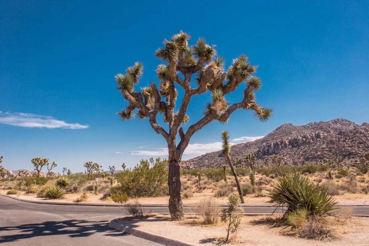 Stromy Joshua Tree podél silnice v národním parku