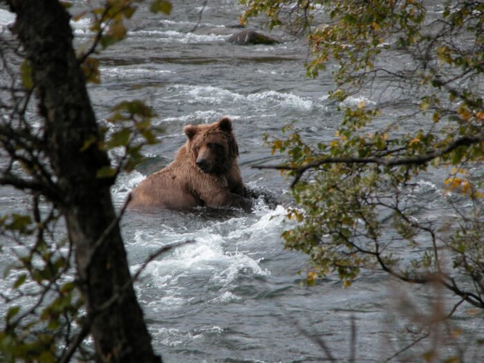 Medvědi na Aljašce: kde je vidět a bezpečnost (kompletní průvodce) 3 Hnědý medvěd v Katmai National Park
