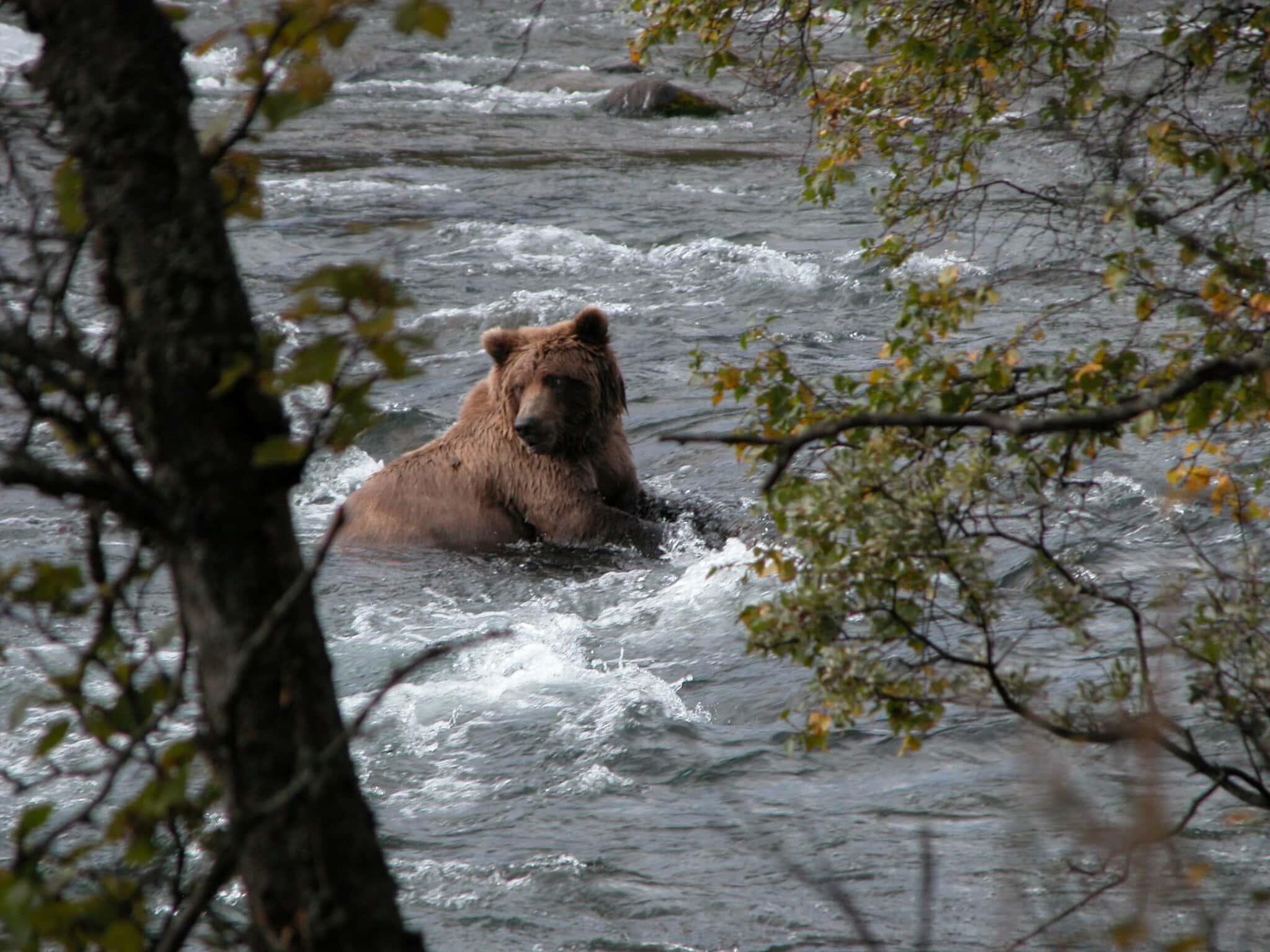 Homer, Alaska: 12 sfaturi despre ce să vezi și ce să faci (End of the Road pe Peninsula Kenai) 12 Urs brun în Katmai National Park