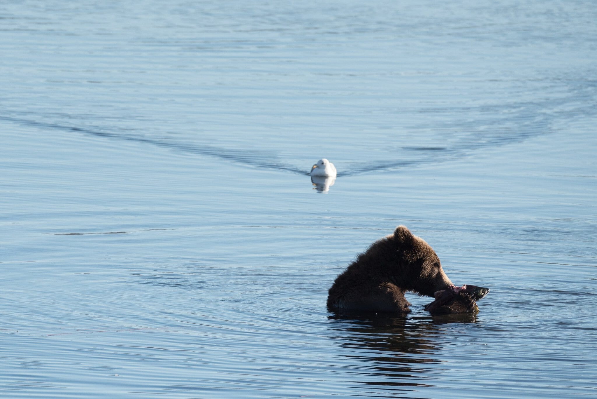 Katmai și Brooks Falls, Alaska: observarea urșilor (Fat Bear Week) 4 Urs și pescăruș în Katmai, eticheta obligatorie pentru urși