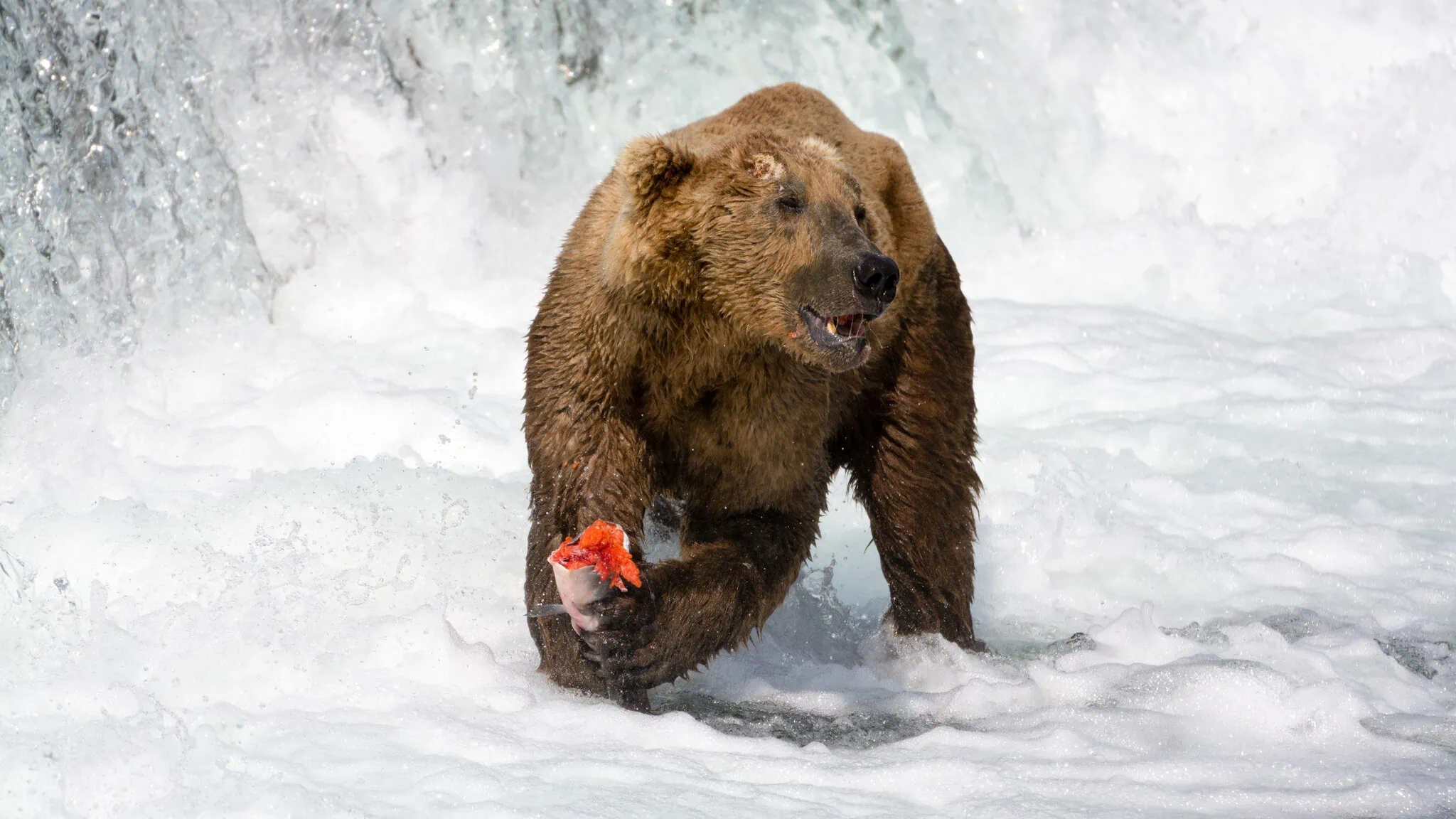 Katmai a Brooks Falls, Aljaška: ikonické sledovanie medveďov (Fat Bear Week) 3 Medveď jedúci lososa na Lower River Platform v Katmai