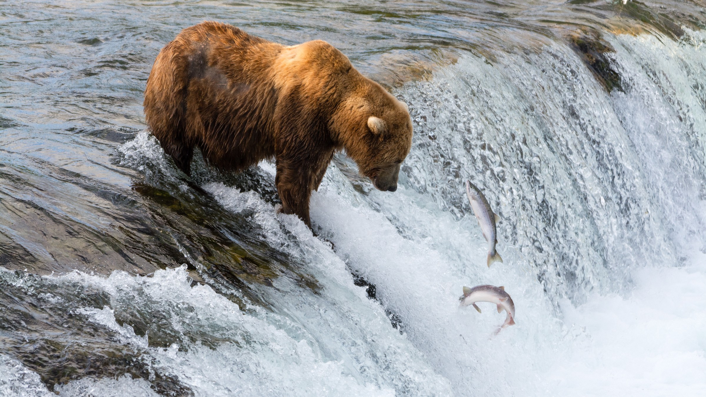 Medvěd hnědý lovící lososy na Brooks Falls v Katmai