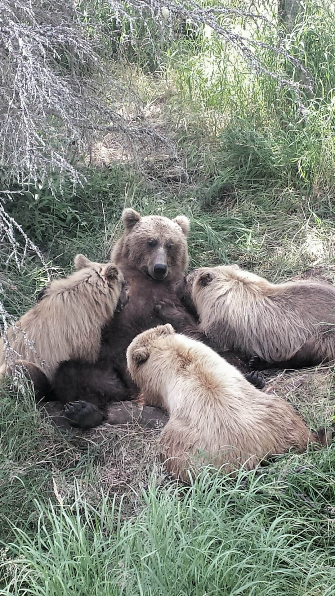 Katmai și Brooks Falls, Alaska: observarea urșilor (Fat Bear Week) 5 Ursoaică cu trei pui în Katmai National Park