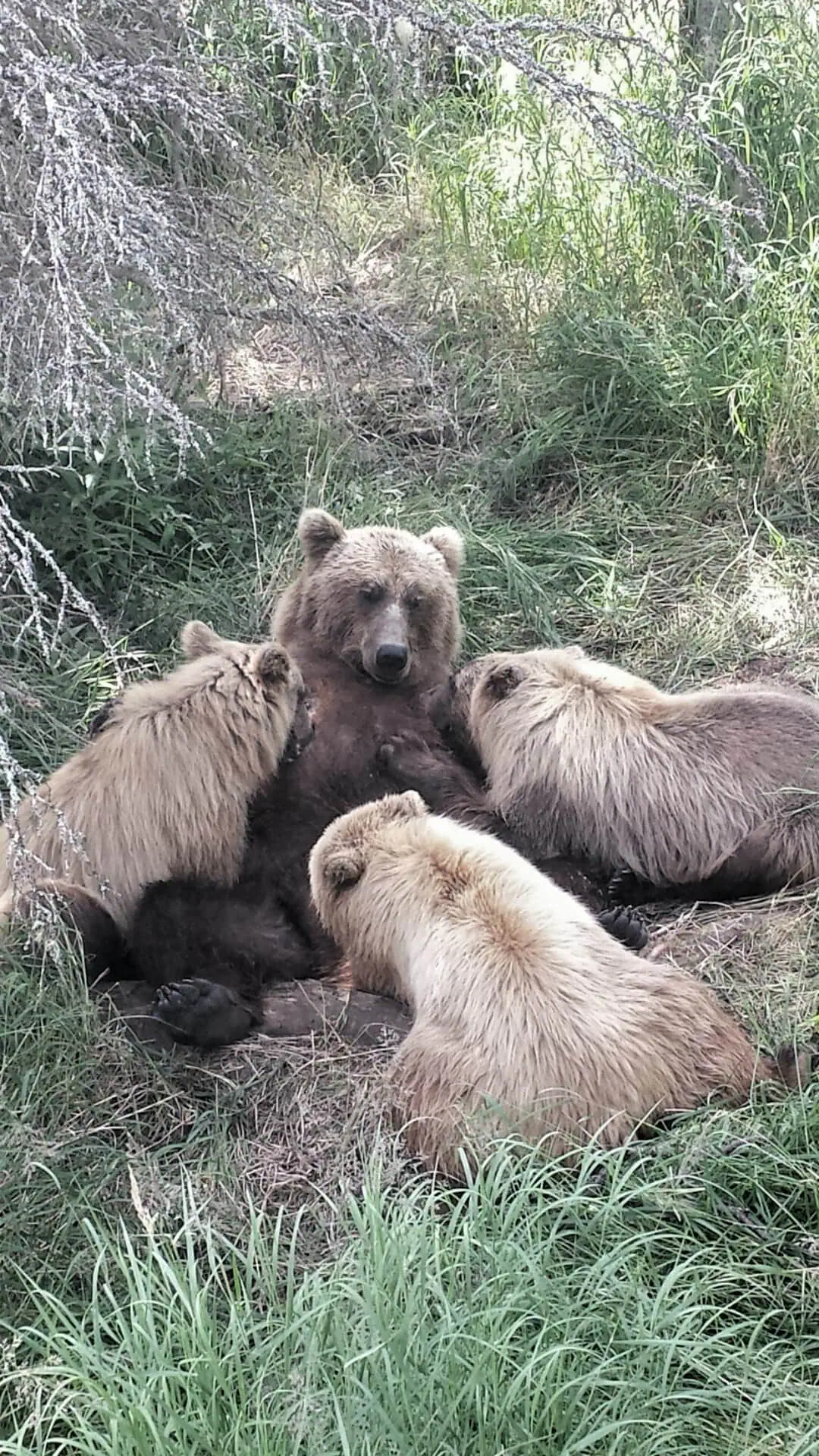Katmai a Brooks Falls, Aljaška: ikonické sledovanie medveďov (Fat Bear Week) 5 Medvedica s tromi mláďatami v Katmai National Park