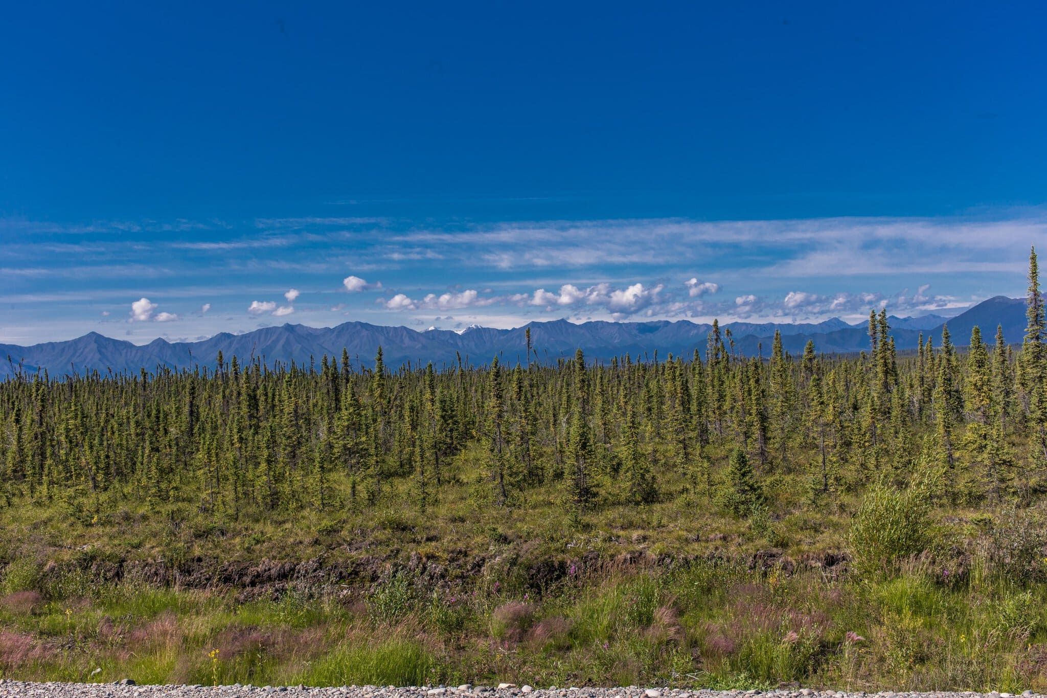 Când să mergi în Alaska: Care lună e cea mai bună pentru aurora boreală și călătorii (2026) 2 Taigaua din Alaska și munții de-a lungul Alaska Highway vara