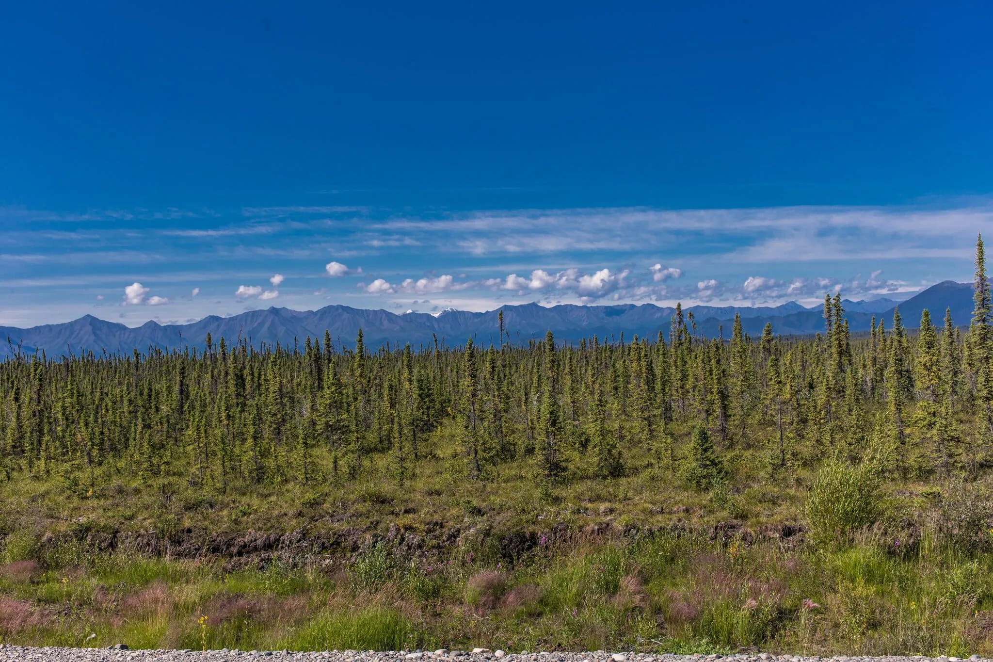 Taiga y montañas de Alaska a lo largo de la Alaska Highway en verano