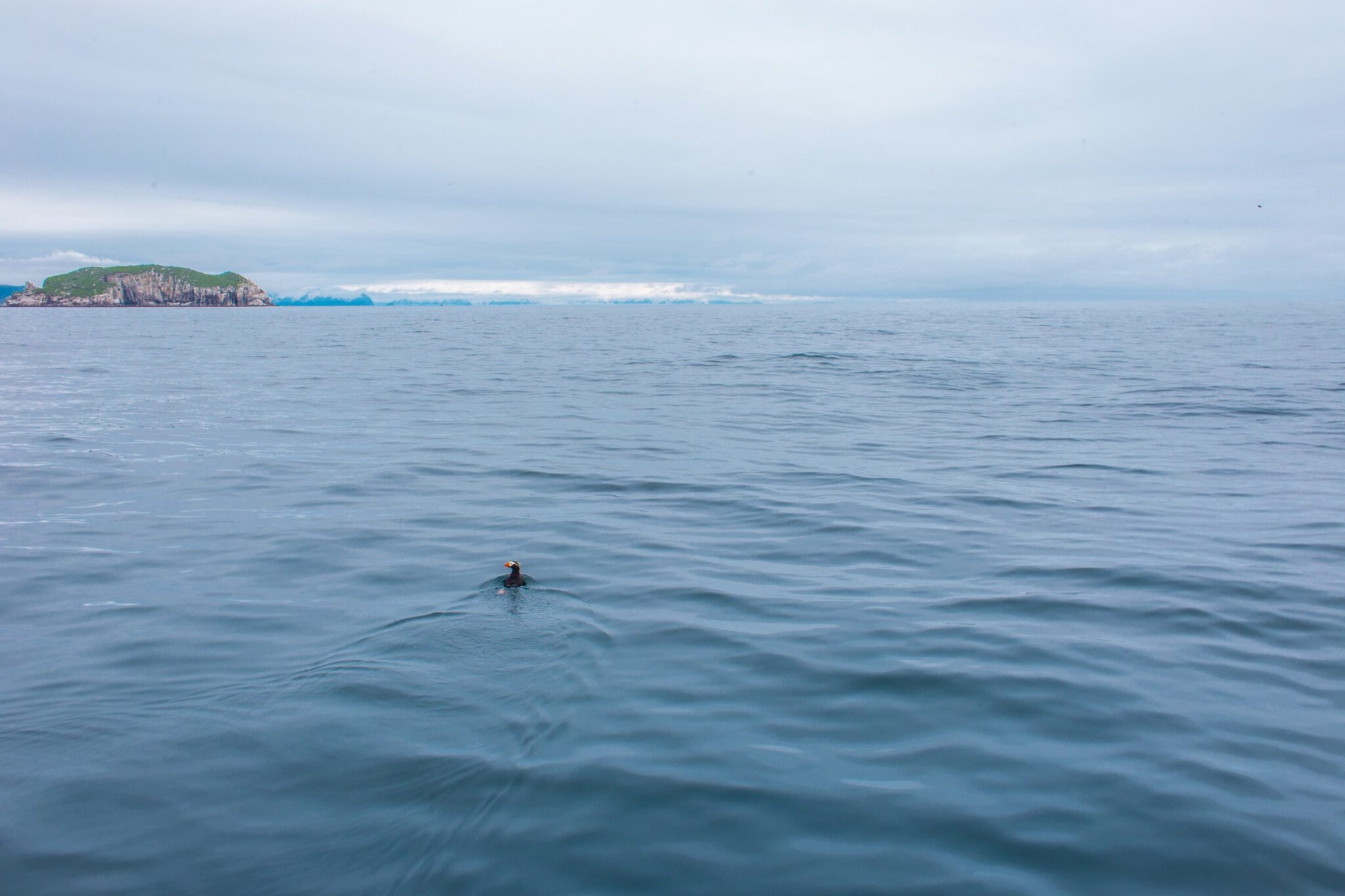 Kenai Fjords National Park, Aljaška: 12 tipů, co vidět a dělat 4 Papuchalk na hladině v Kenai Fjords