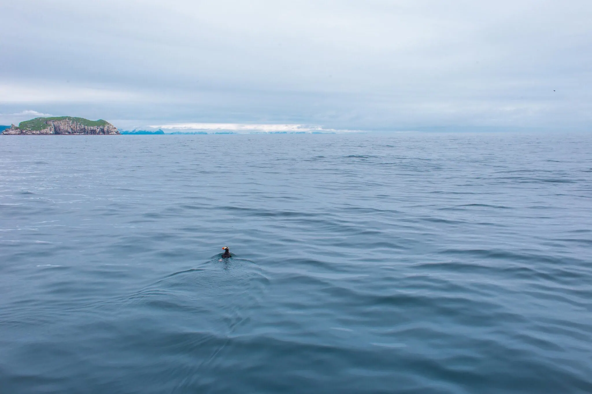 Papuchalk na hladině v Kenai Fjords