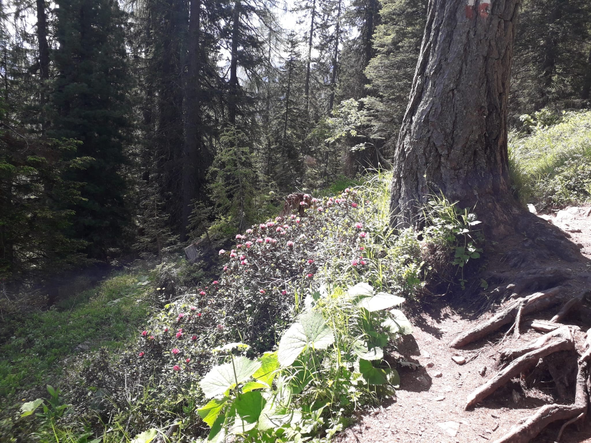 Lago di Sorapis, Dolomieten: 10 tips voor wat te zien en doen 11 Bloemen langs de oever van Lago di Sorapis