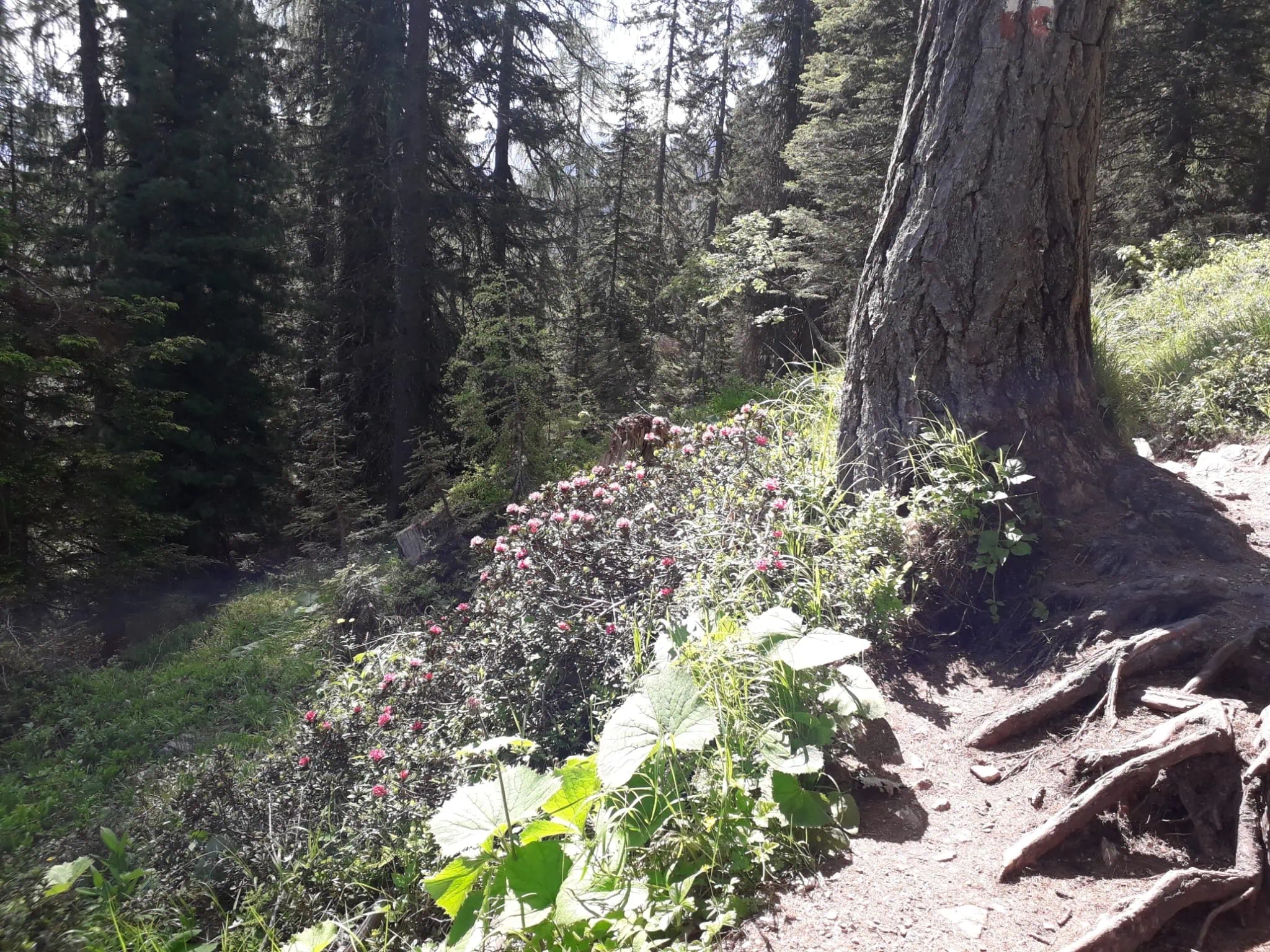 Lago di Sorapis, Dolomiterna: 10 tips om vad du ska se och göra 11 Blommor vid sjön Lago di Sorapis