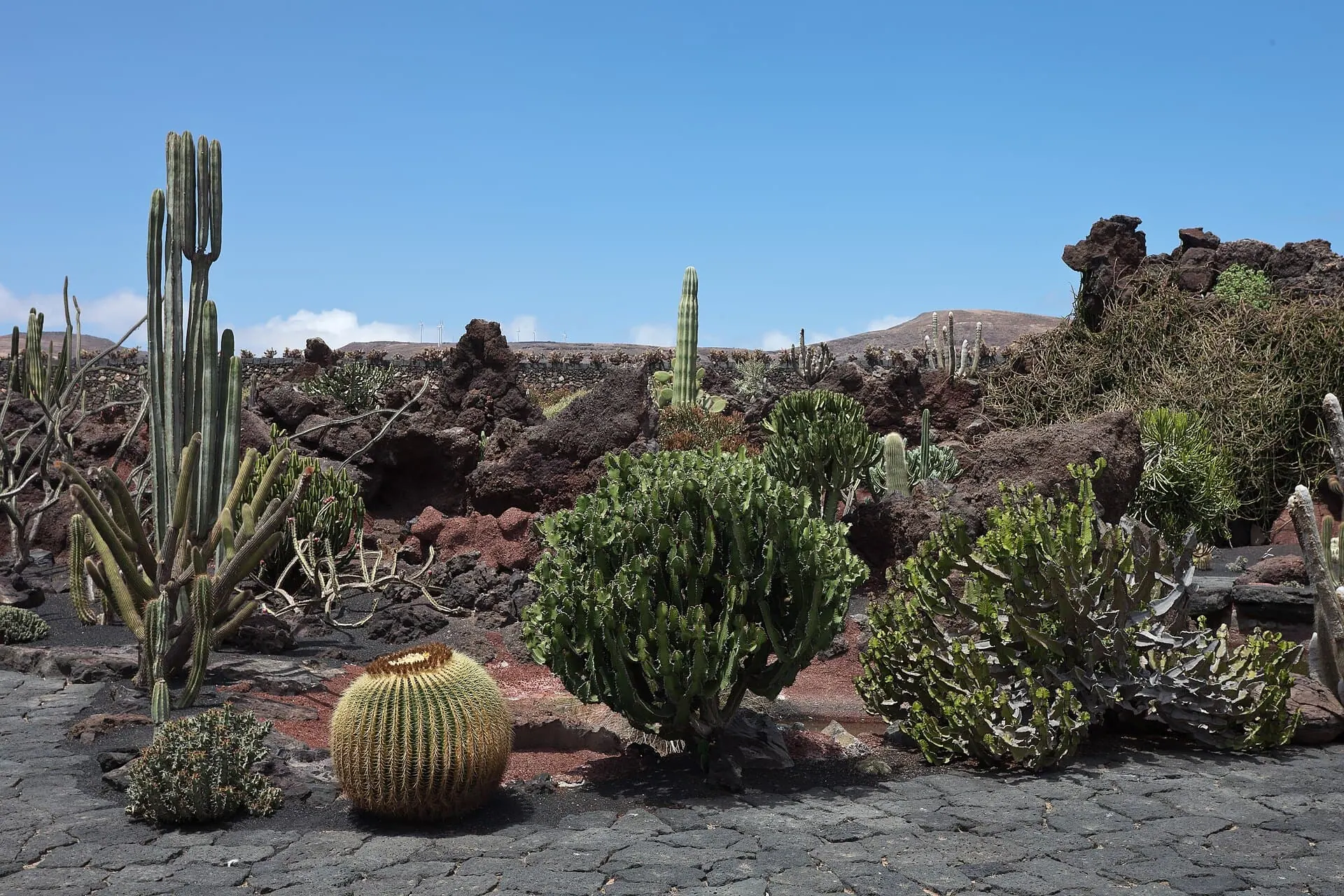 Kaktusová zahrada Jardín de Cactus
