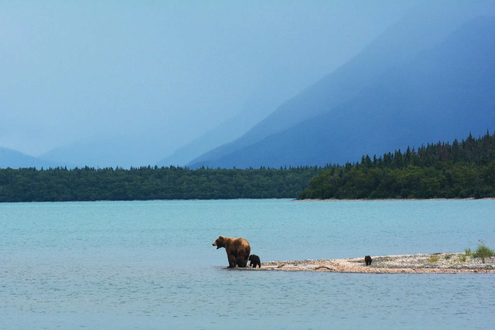 Katmai a Brooks Falls, Aljaška: ikonické sledovanie medveďov (Fat Bear Week) 11 Medvedica grizzly s mláďatami pri Naknek Lake