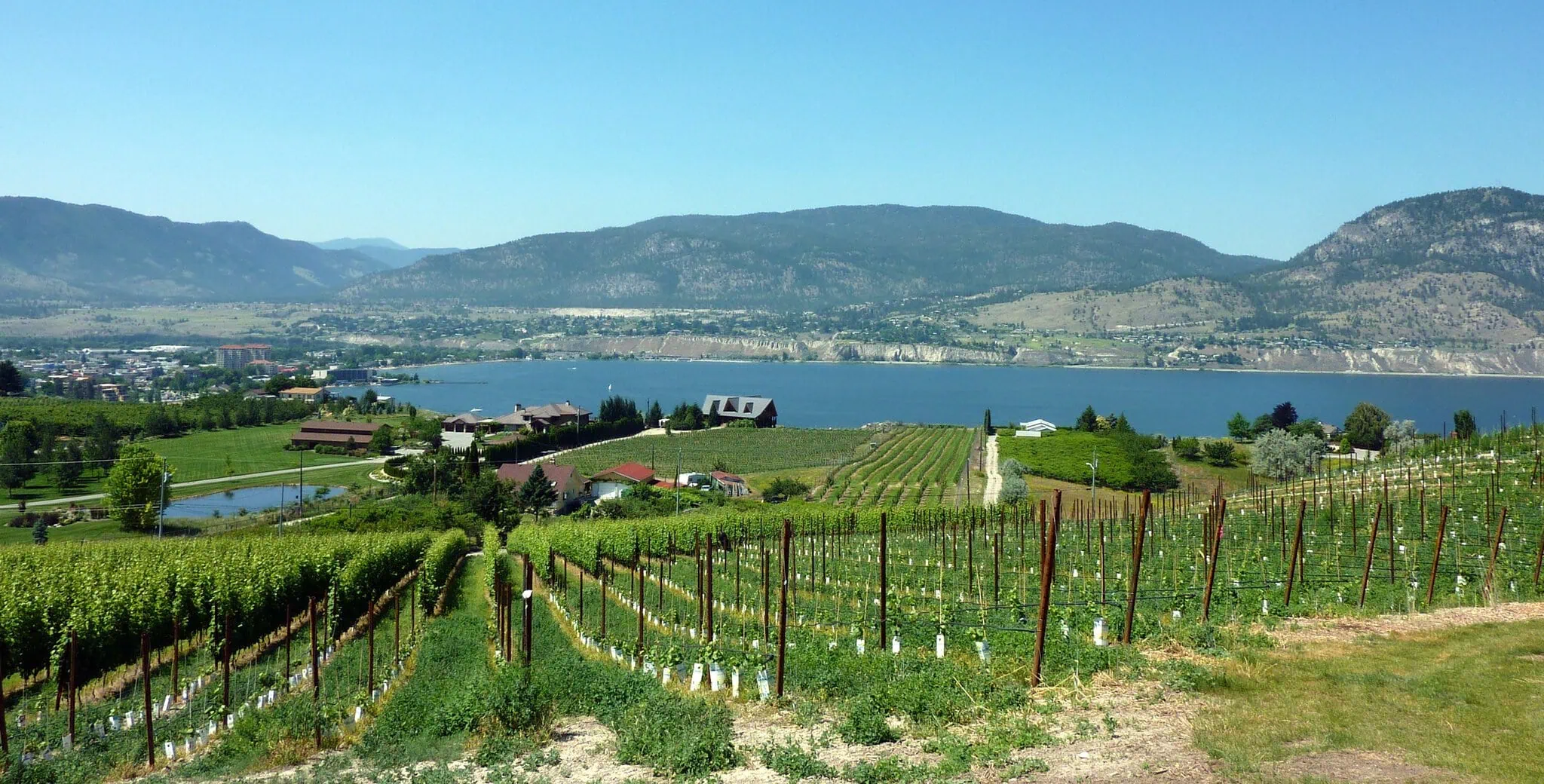 Vinice Naramata Bench s pohledem na jezero Okanagan