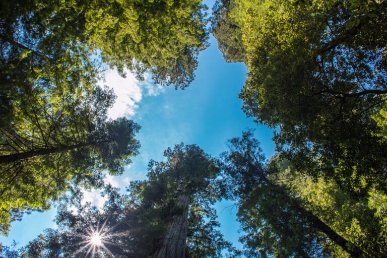 Koruny obrich pobreznich sekvoji v Redwood National Park