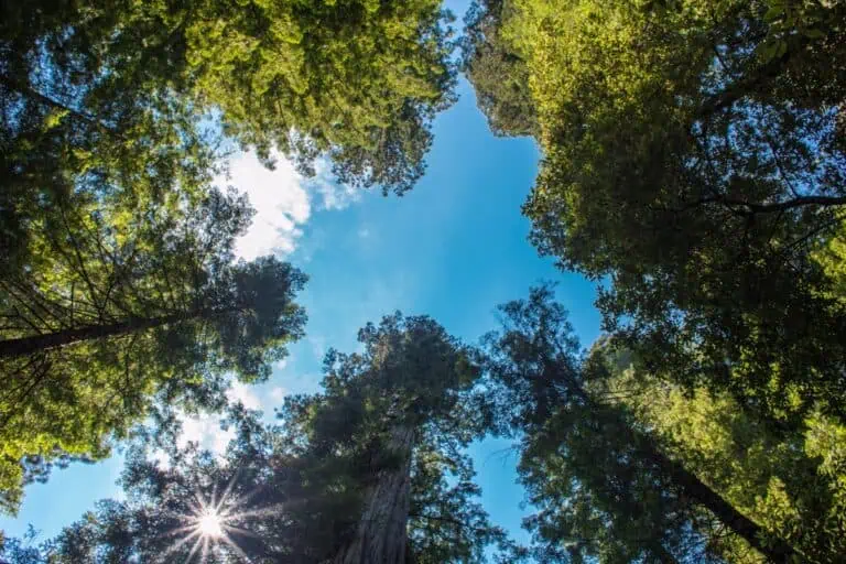 Kalifornie 6 Redwood National Park, Kalifornie: 15 tipů, co vidět na místě s nejvyššími stromy světa