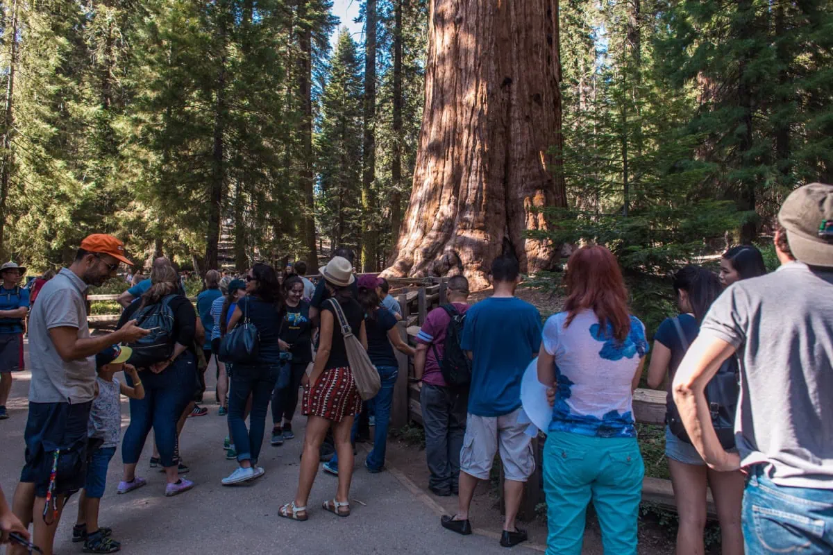 Obří sekvoje v Giant Forest v národním parku Sequoia