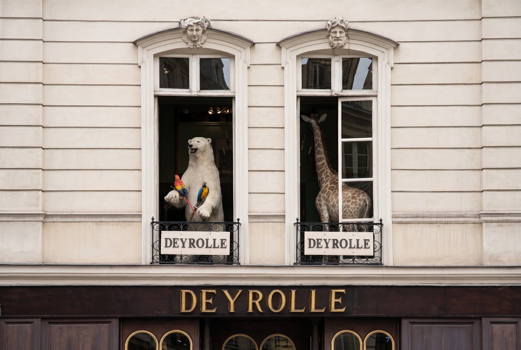 Hemliga Paris: 30 dolda pärlor dit turistmassan aldrig hittar 33 Historisk interiör i kuriosakabinettet Deyrolle