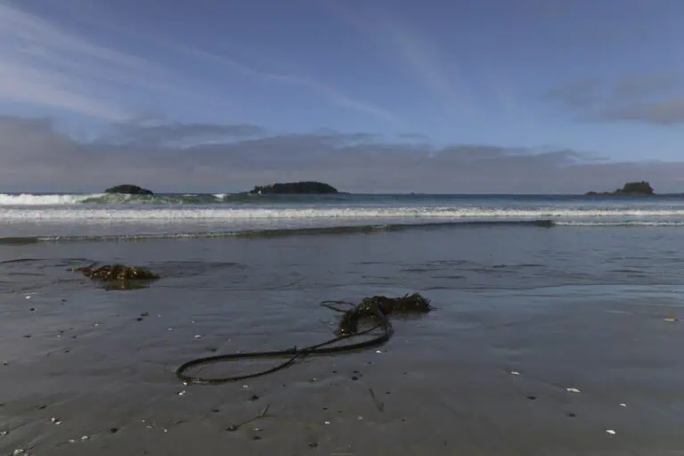 Britská Kolumbie 6 Tofino, Kanada: 12 tipů, co vidět a dělat (surf, storm watching, Pacific Rim)
