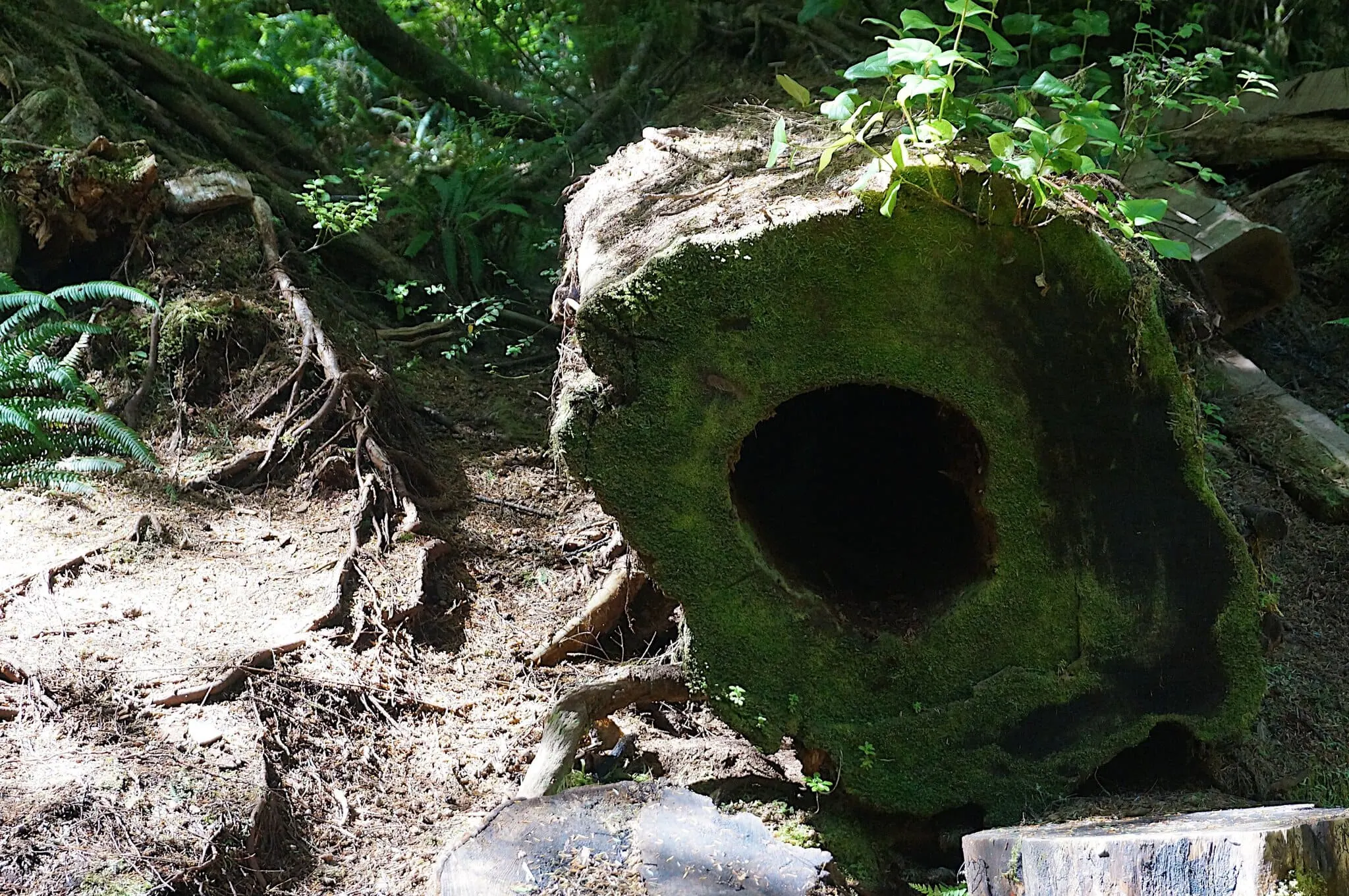 Tofino, Kanada: 12 tipů, co vidět a dělat (surf, storm watching, Pacific Rim) 8 Gigantické cedry na Big Tree Trail, Meares Island
