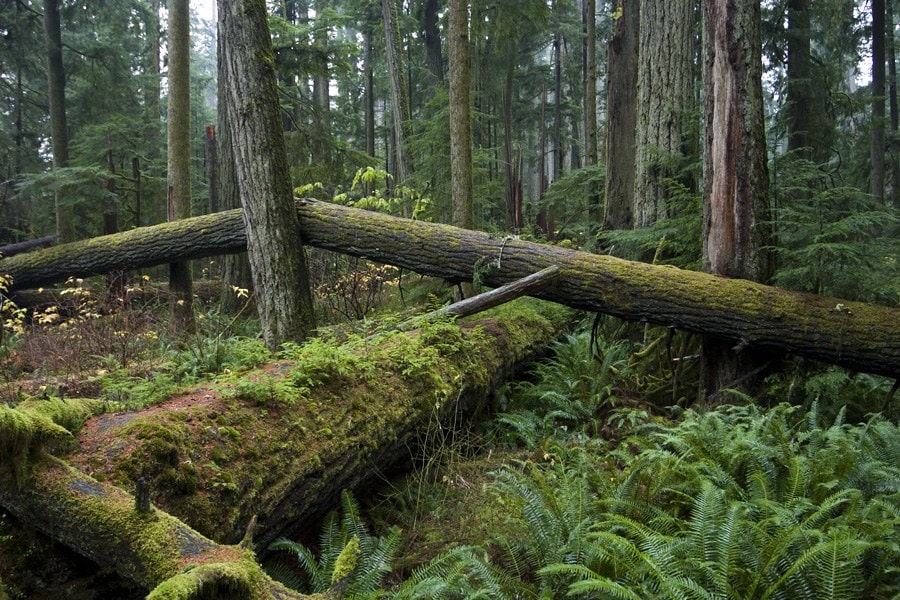 Insula Vancouver, Canada: circuit de 7 zile + 12 lucruri de văzut 9 Duglaziuri uriașe în Cathedral Grove din MacMillan Provincial Park