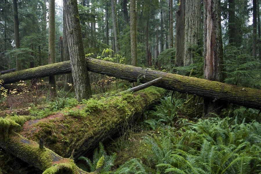 Giganteschi abeti di Douglas nel Cathedral Grove nel MacMillan Provincial Park