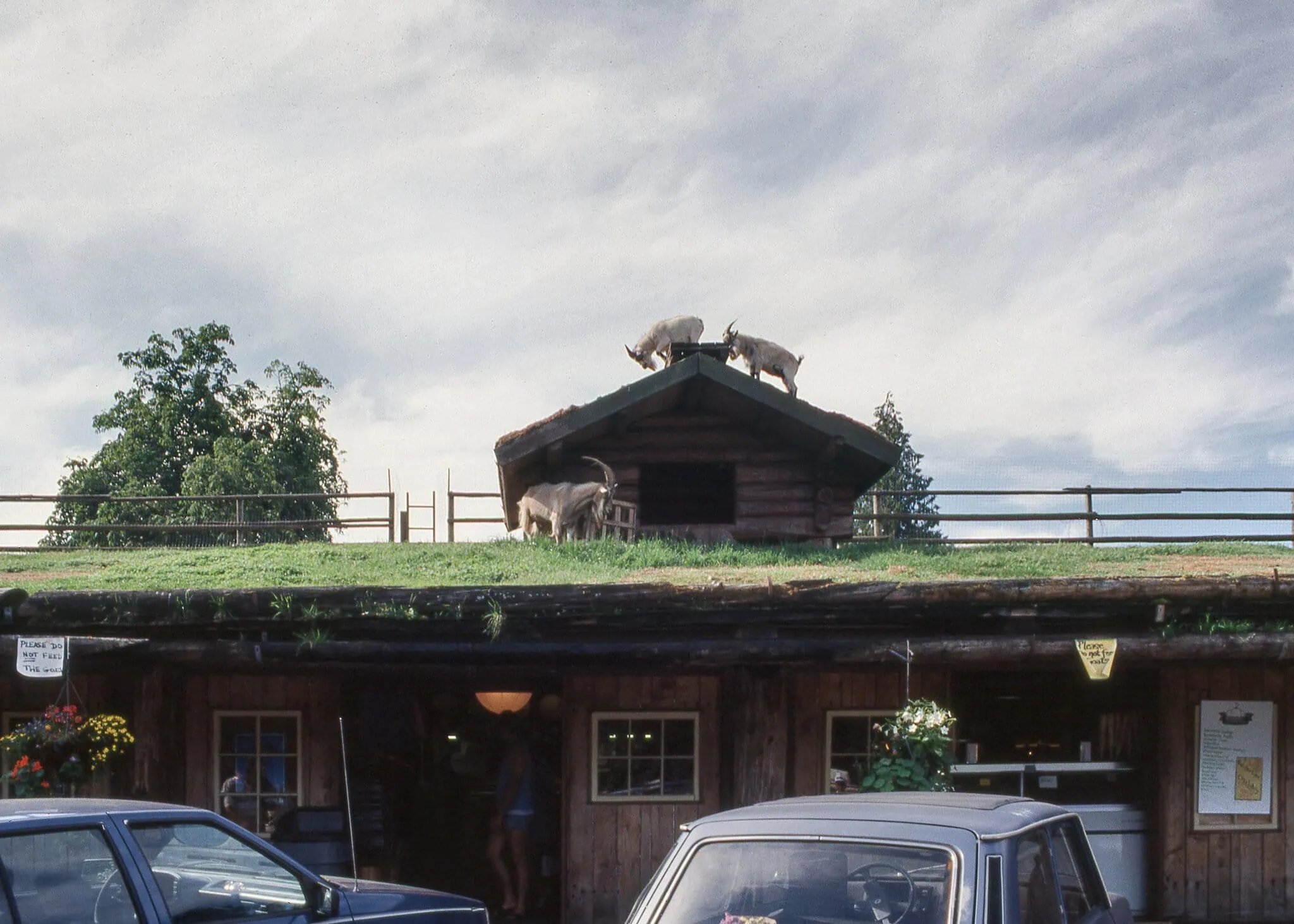 Capre che pascolano sul tetto erboso dell'Old Country Market a Coombs