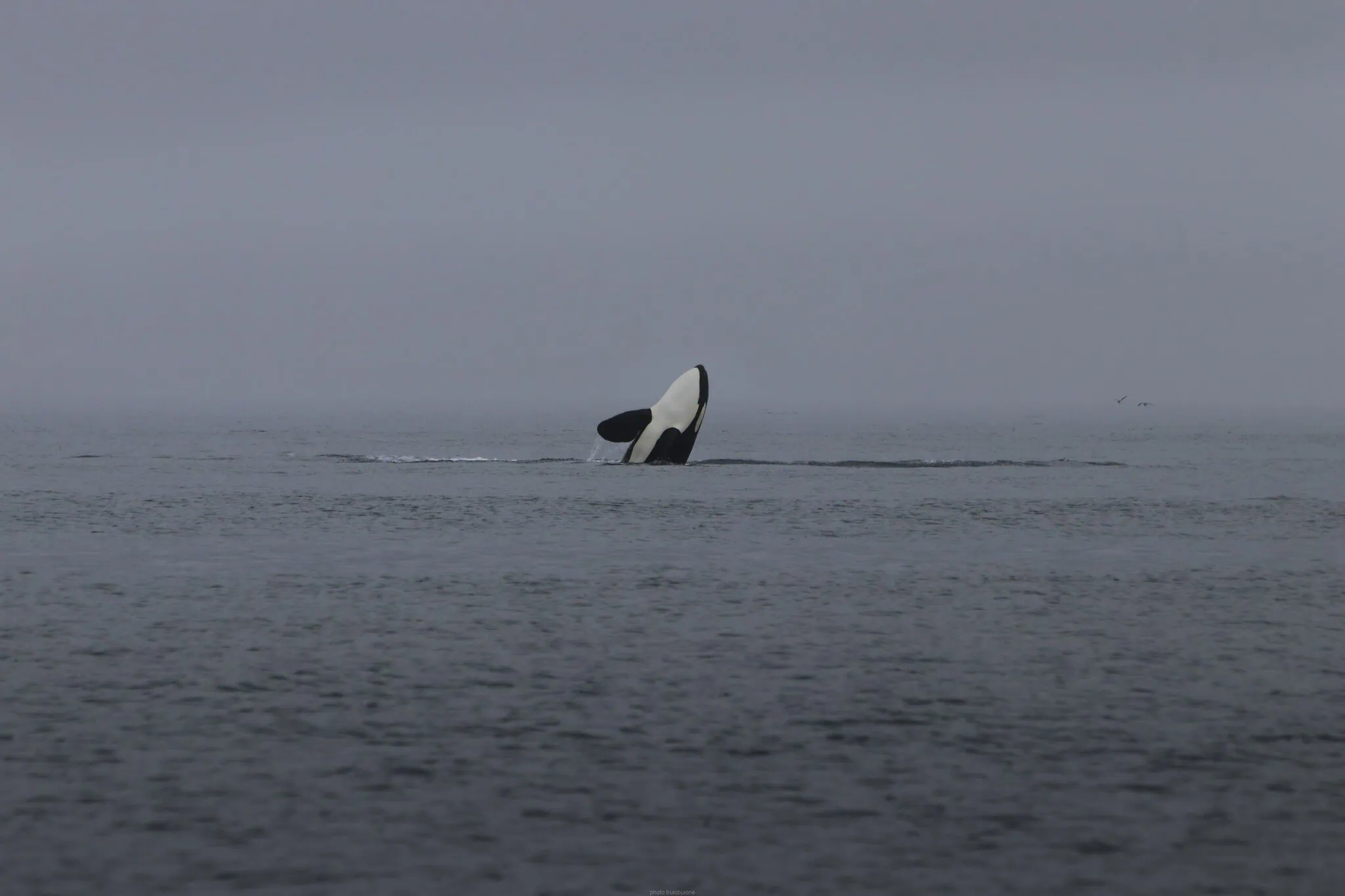 Un'orca al largo di Telegraph Cove a Vancouver Island