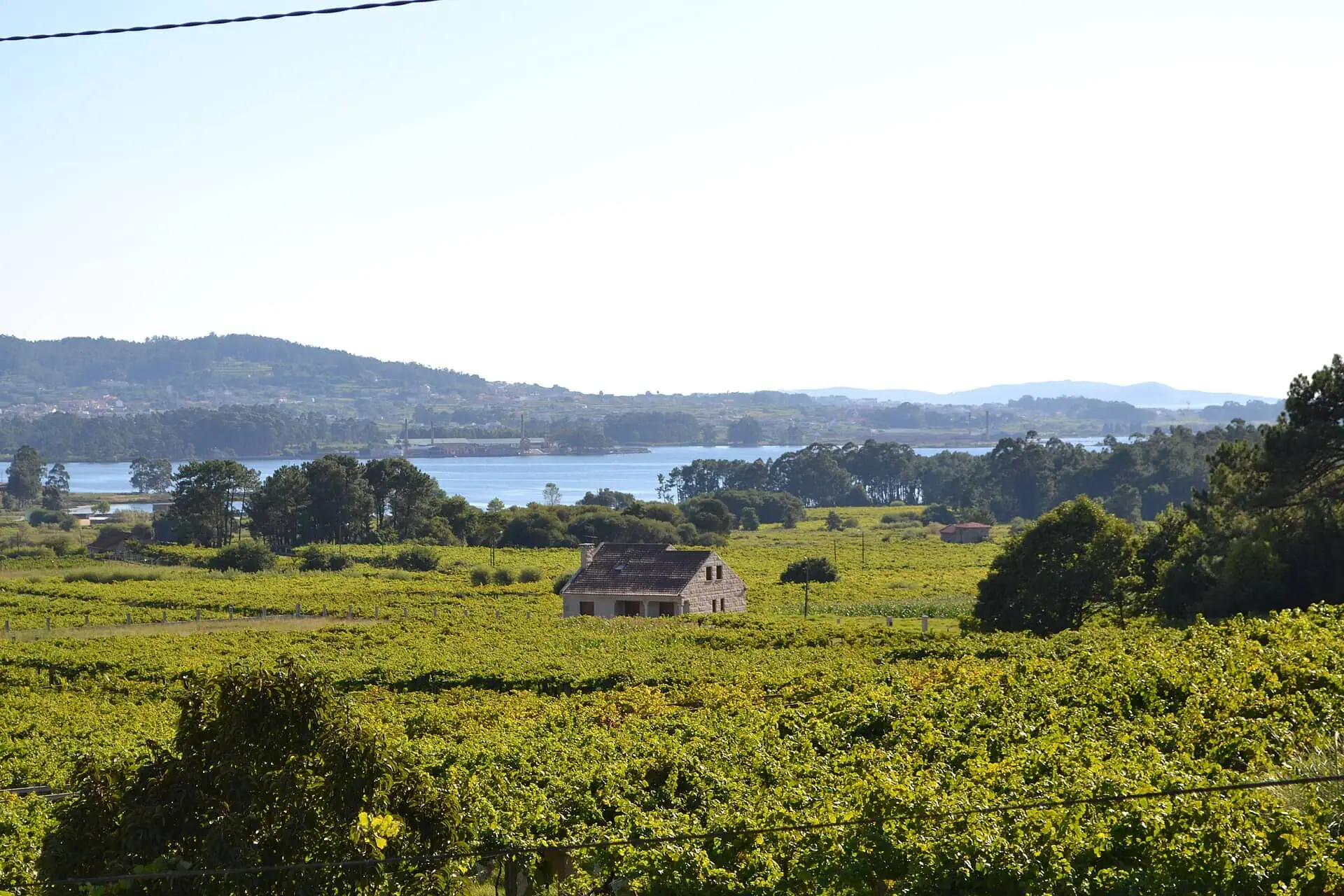 Vigo, Španielsko: 14 tipov a brána na Cíeské ostrovy 8 Vinice oblasti Rías Baixas s odrodou Albariño neďaleko Vigo