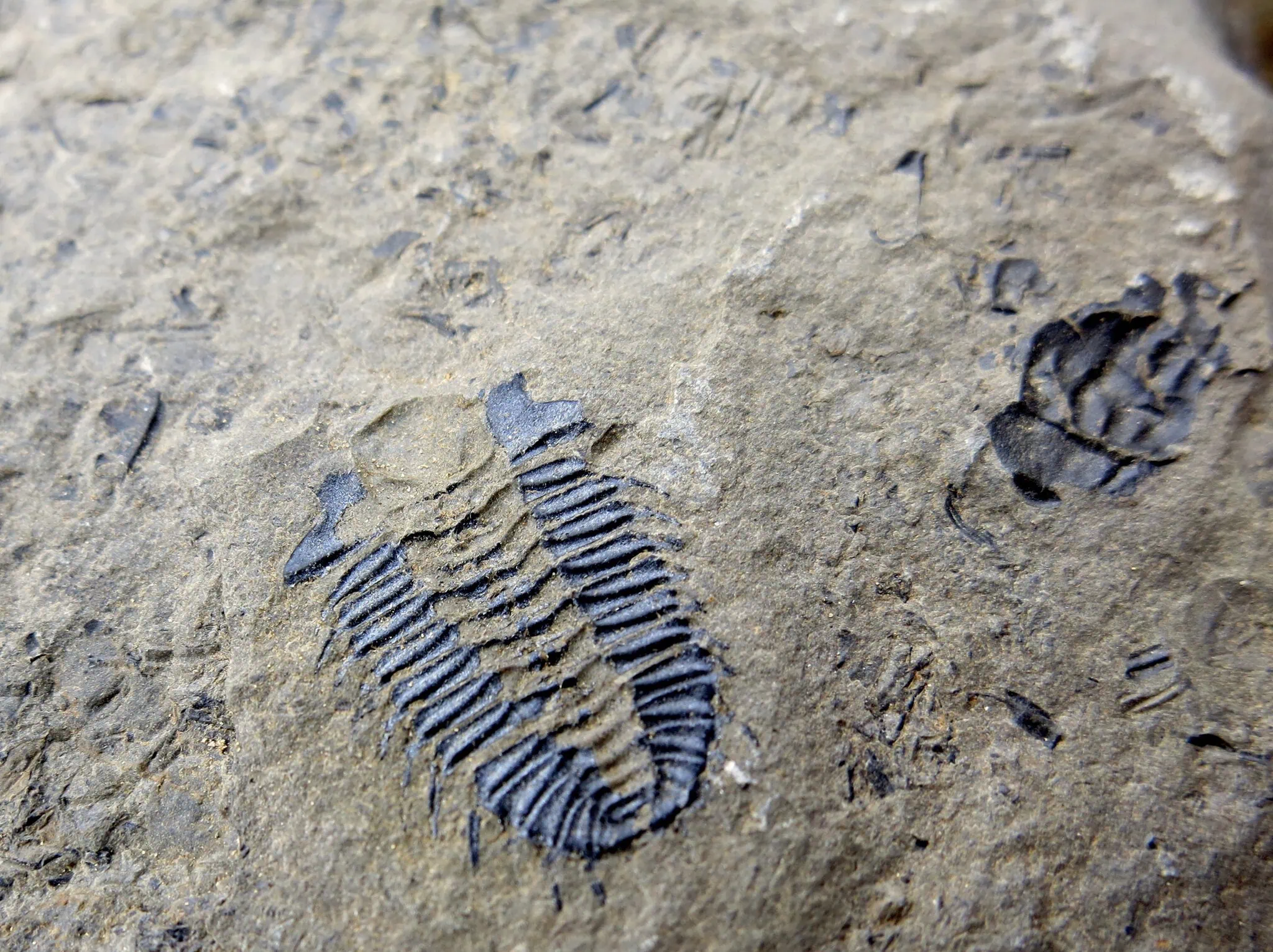 Yoho národní park, Kanada: 10 tipů, co vidět a dělat (Emerald Lake, Takakkaw) 7 Fosilní trilobiti z Burgess Shale v Yoho National Park