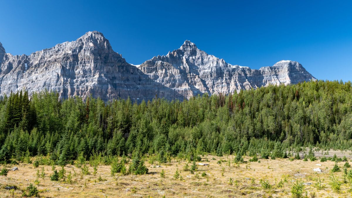 Larch Valley i Sentinel Pass: najlepszy jesienny trekking w Kanadzie 2026 11 Złote modrzewie w Larch Valley pod Valley of the Ten Peaks