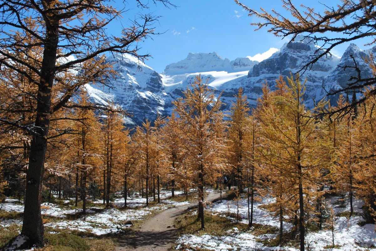 Larch Valley i Sentinel Pass: najlepszy jesienny trekking w Kanadzie 2026 14 Jesienne modrzewie na szlaku w Larch Valley
