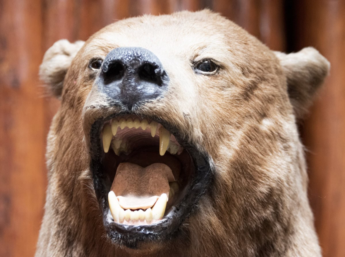 Ce să pui în bagaj pentru Munții Stâncoși din Canada: listă de vară și iarnă 2026 9 Urs grizzly în Munții Stâncoși din Canada