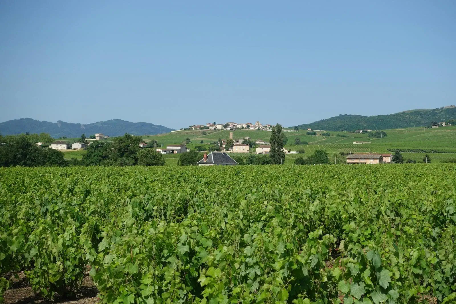 Burgundia, Francja: 13 wskazówek na wino i zabytki w 2026 roku 7 Route des Grands Crus i winnice burgundzkiego Cote d Or