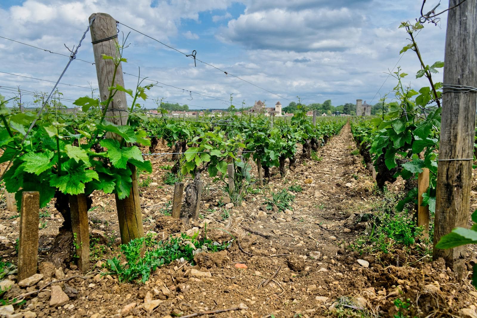 Vinice Côte de Nuits, království Pinot Noir
