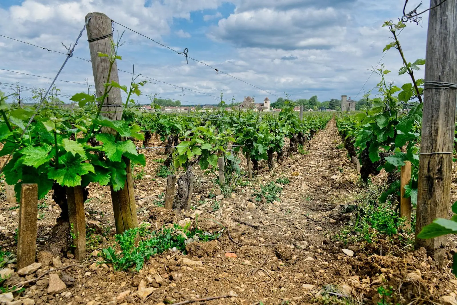 Burgundia, Francja: 13 wskazówek na wino i zabytki w 2026 roku 8 Winnice Cote de Nuits, królestwo Pinot Noir