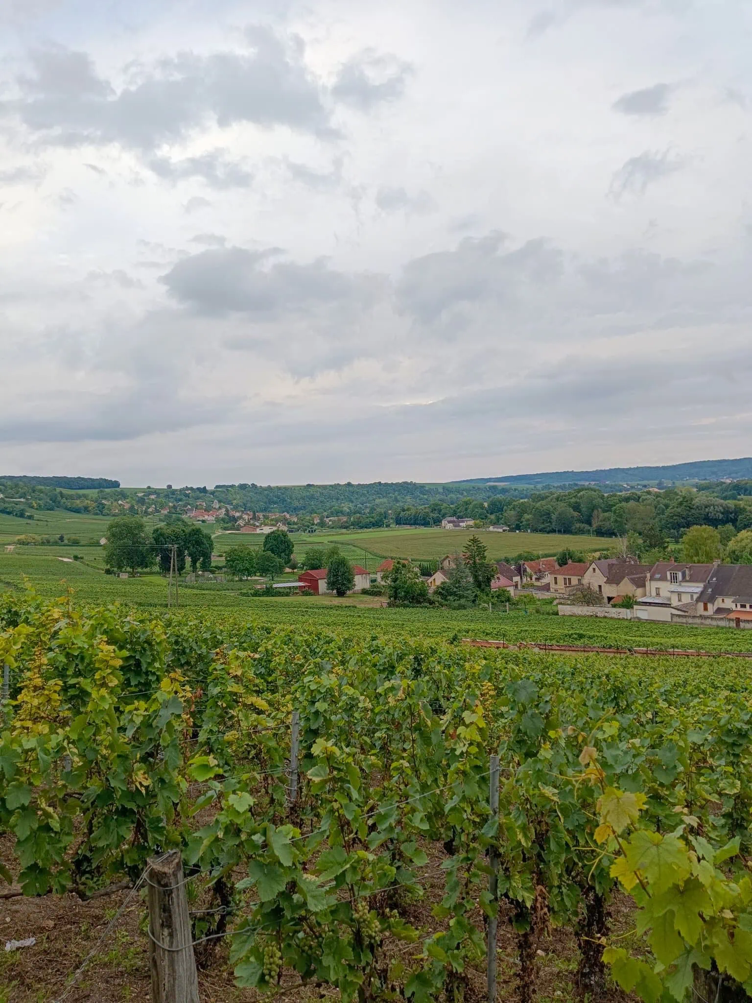 Burgundia, Francja: 13 wskazówek na wino i zabytki w 2026 roku 9 Winnice Cote de Beaune, dom doskonałego Chardonnay