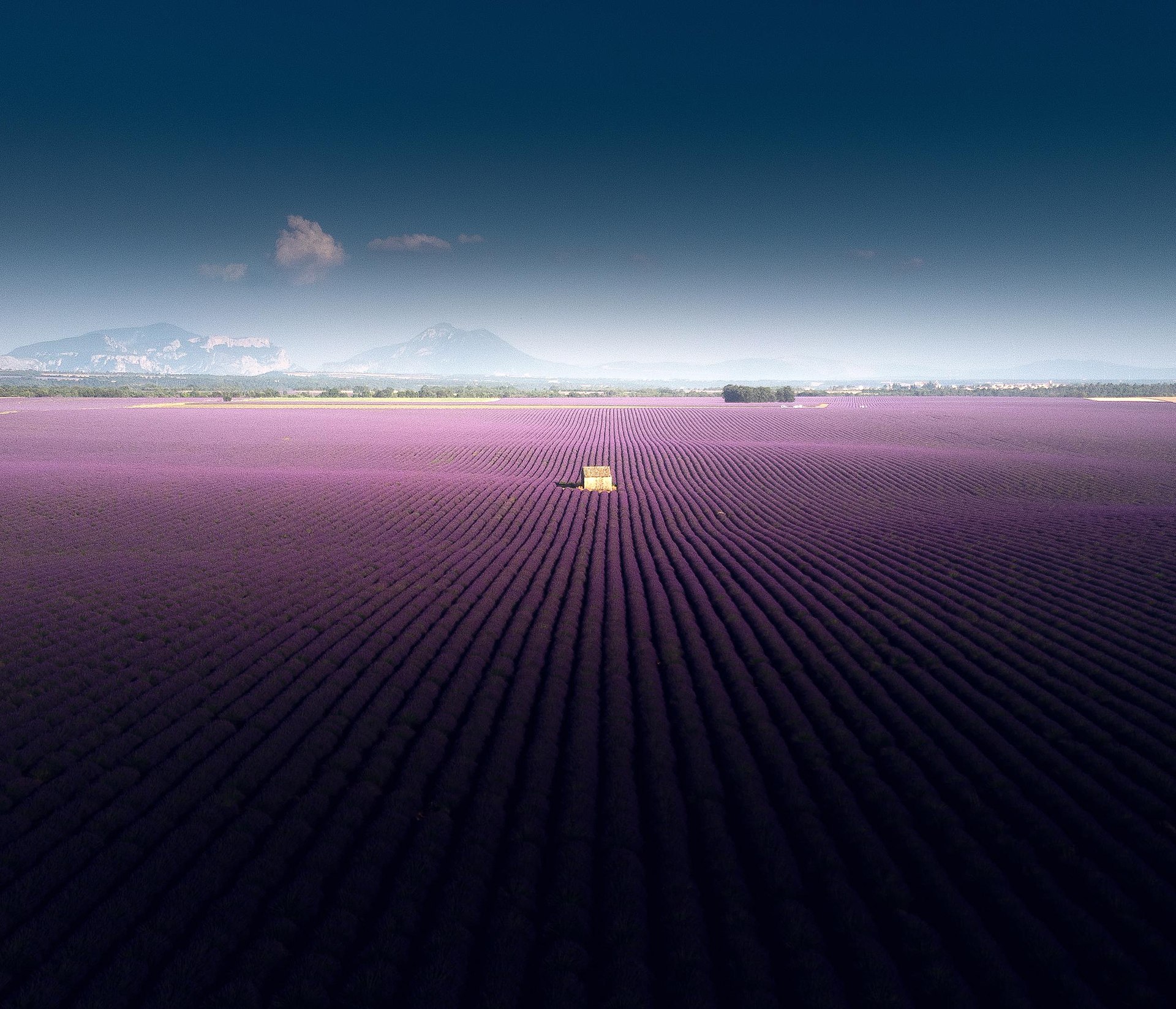 Blommande lavendelfält på platån Valensole