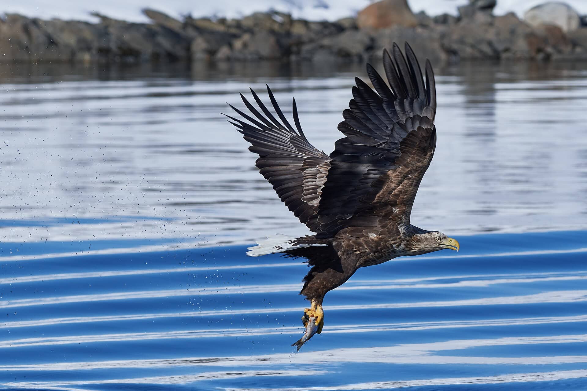 Trollfjord: rejs przez najwęższy fiord na Lofotach 2026 6 Bielik nad fiordem