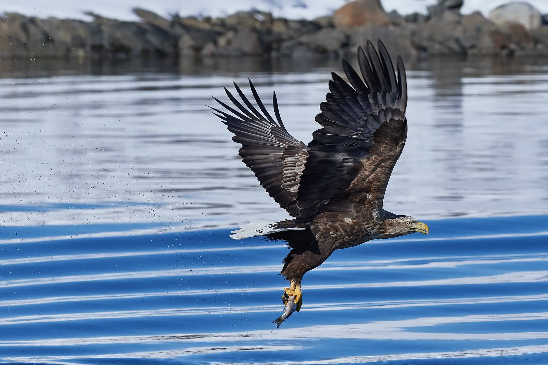 Trollfjord in Norvegia: in barca nel fiordo più stretto delle Lofoten 2026 6 Aquila di mare sopra il fiordo