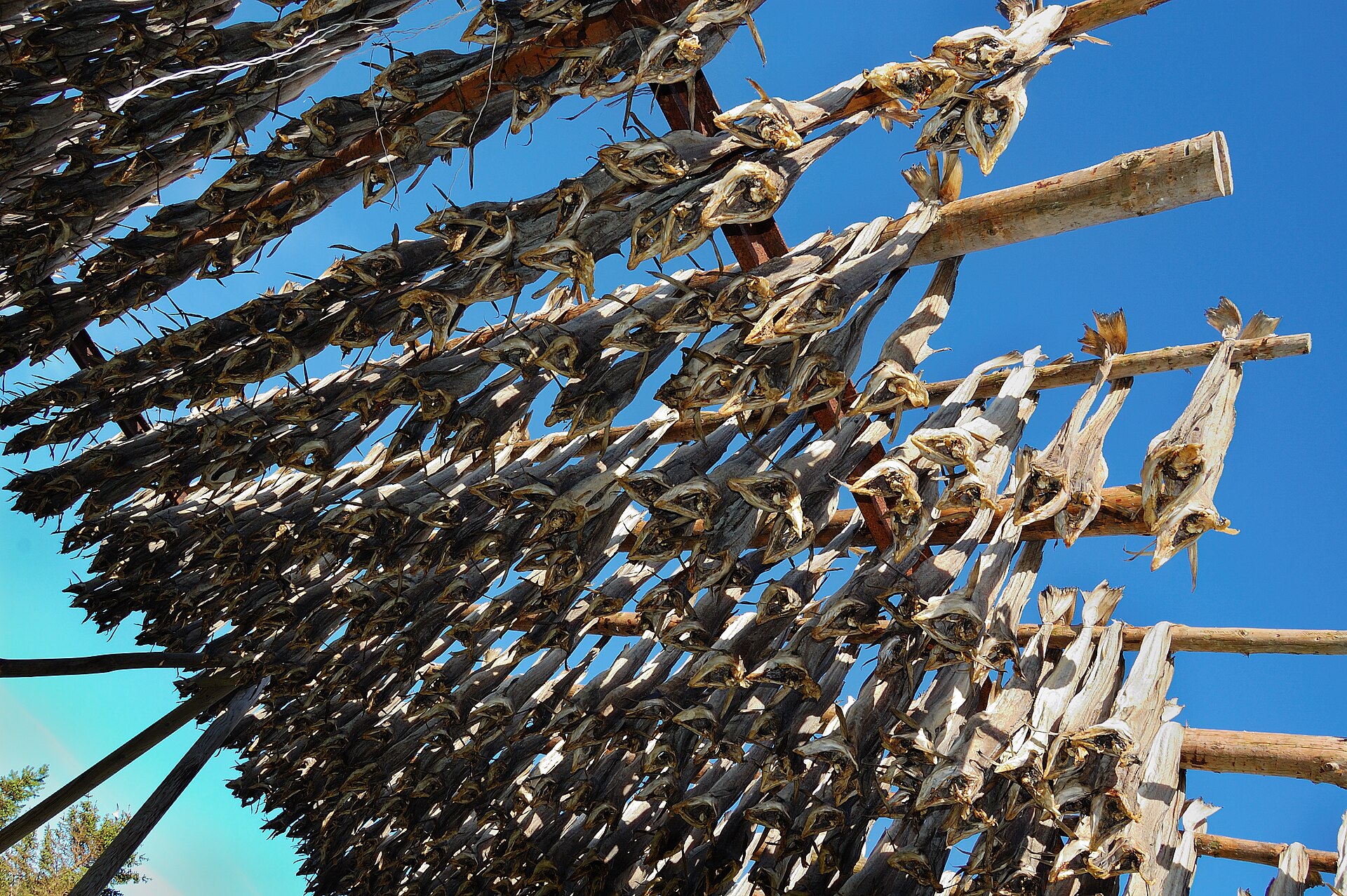 Gedroogde kabeljauw (stockfish), traditioneel voedsel van de Lofoten