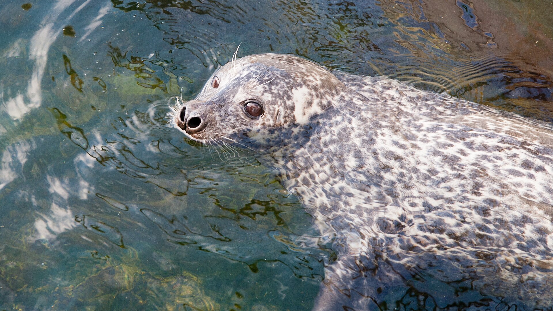 Tuleň v Lofoten Aquarium v Kabelvågu