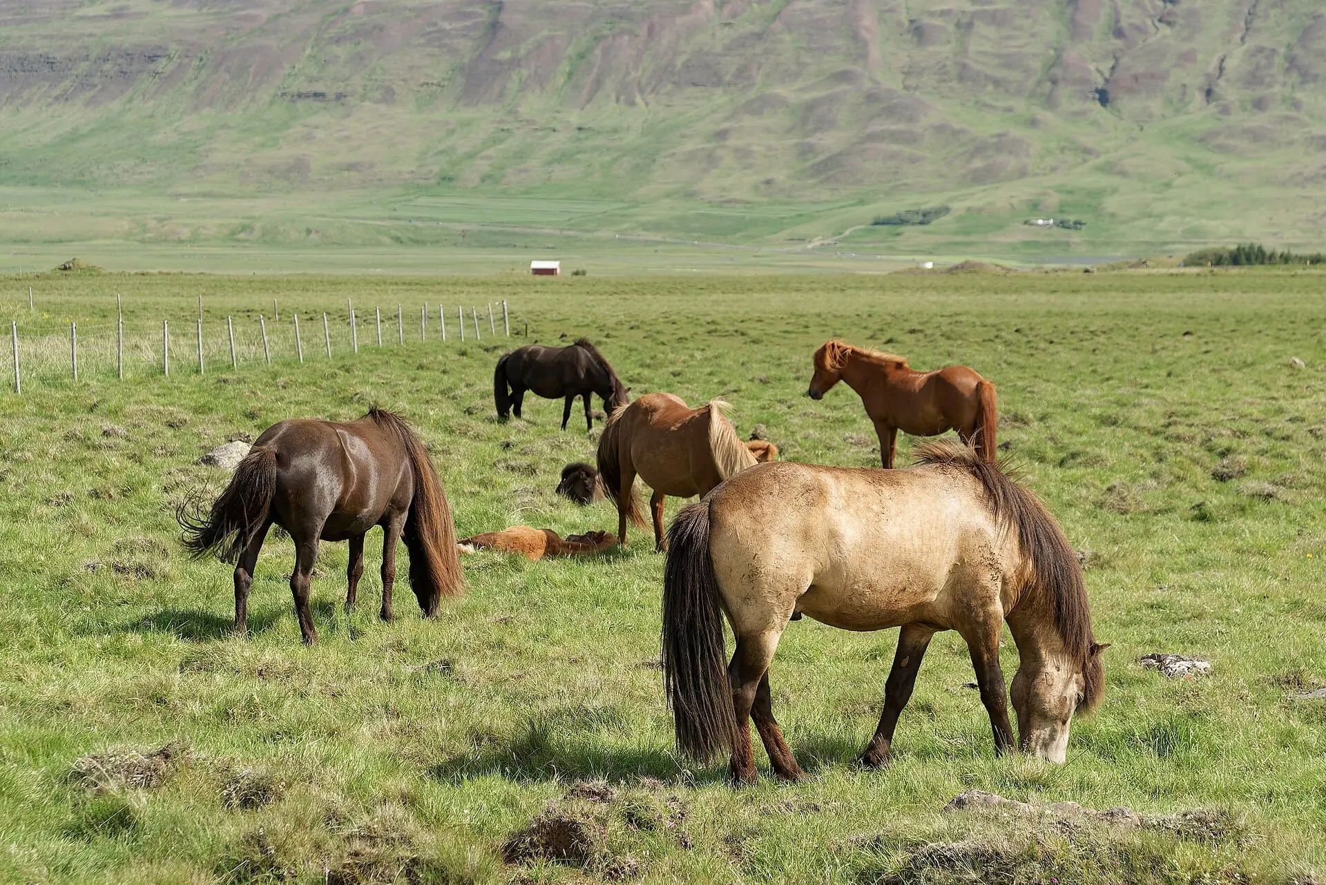 7 Hidden Gems in the Lofoten Islands: Where Norwegians Go (But Crowds Don't) 8 Icelandic horses like those bred at the farm near Gimsøy