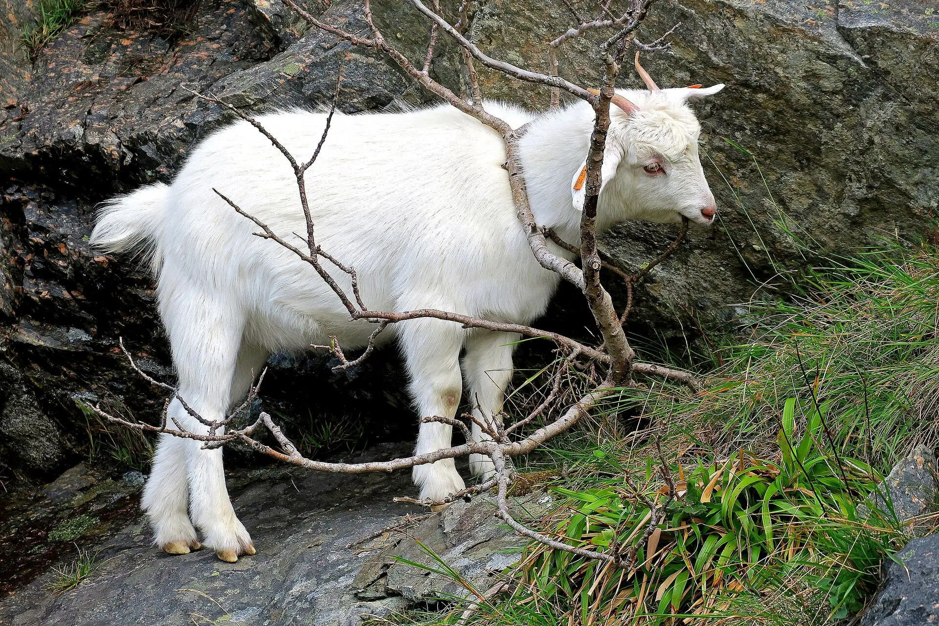 7 Hidden Gems in the Lofoten Islands: Where Norwegians Go (But Crowds Don't) 9 A kid goat grazing — the atmosphere of a Norwegian goat farm